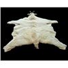 Image 3 : Mountain Goat Rug Mount