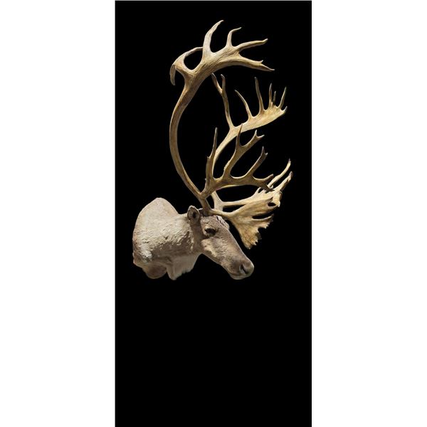 Caribou Shoulder Mount