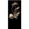 Image 1 : Caribou Shoulder Mount