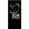 Image 2 : Caribou Shoulder Mount