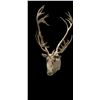 Image 3 : Caribou Shoulder Mount