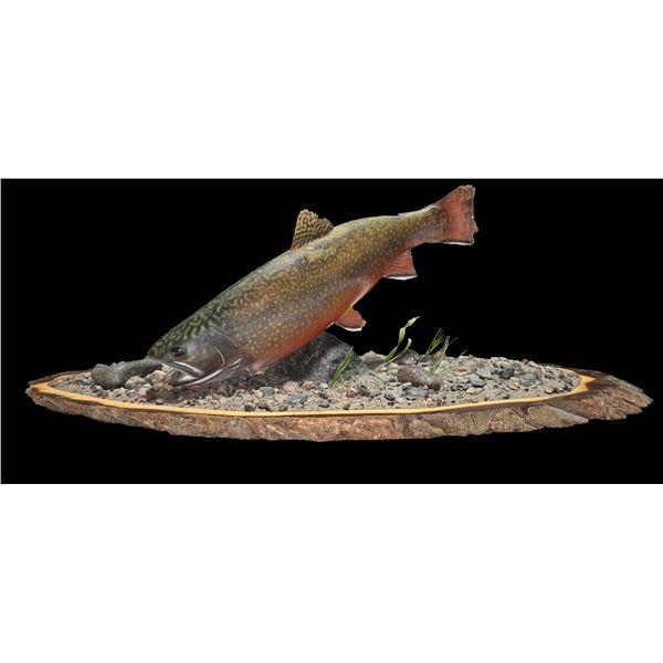Rainbow Trout Mount