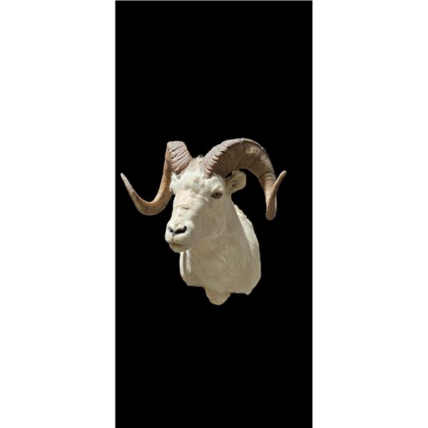 Dall Sheep Shoulder Mount