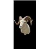 Image 1 : Dall Sheep Shoulder Mount