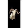 Image 2 : Dall Sheep Shoulder Mount