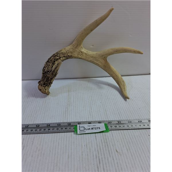 Shed Deer Antler