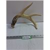 Image 1 : Shed Deer Antler