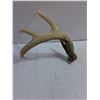 Image 2 : Shed Deer Antler