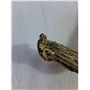 Image 3 : Shed Deer Antler