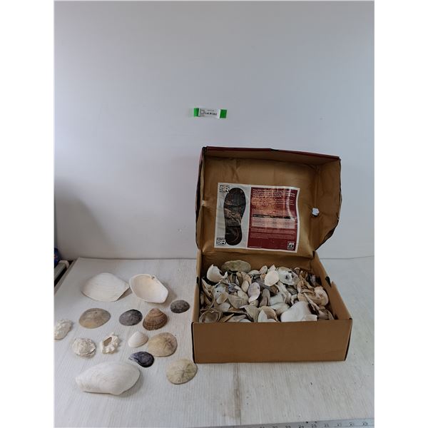 Box of Seashells, Sand Dollars, Mussels, Clams