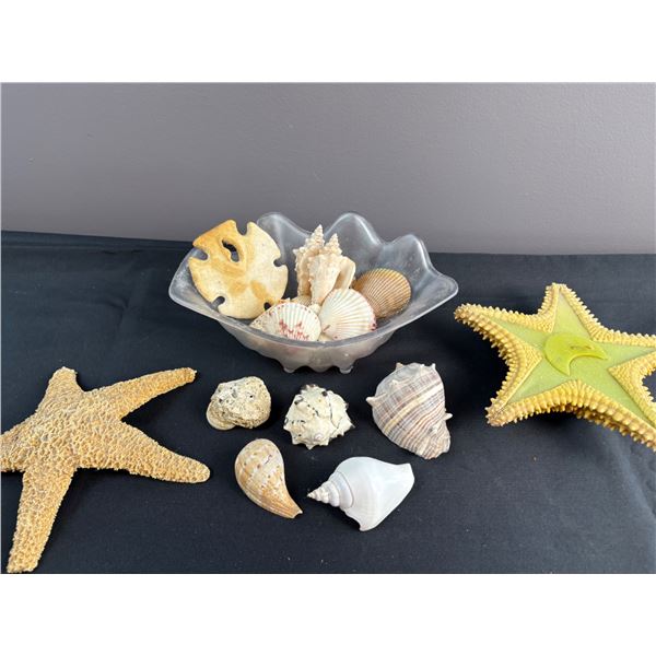 Seashell Lot