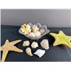 Image 1 : Seashell Lot