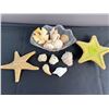 Image 2 : Seashell Lot