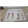 Image 4 : Human Anatomy Book, with Illustrations of Skull, Muscles, and Organs