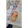 Image 5 : Human Anatomy Book, with Illustrations of Skull, Muscles, and Organs
