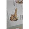 Image 6 : Human Anatomy Book, with Illustrations of Skull, Muscles, and Organs