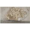 Image 4 : Fossiliferous Limestone 8 × 5 1/2” and Specimen on Stand, Possibly Containing Dinosaur Bones
