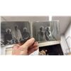Image 6 : Collection of Antique Late 19th to Early 20th Century Glass Plate Negative Portraits