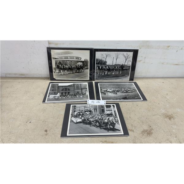 Five 8” x 10” Black and White Photos of Horse Carriage Pleasure Driving Shows with Draft Horses