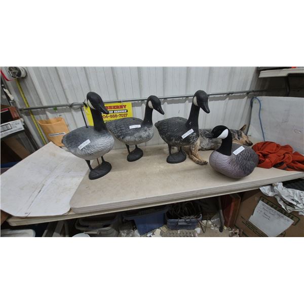 Four Canada Goose Decoys