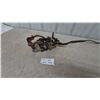 Image 1 : Antique Horse veterinary device to hold horse mouth open