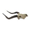 Image 1 : Deer Skull Trophy Wall Mount