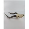 Image 3 : Deer Skull Trophy Wall Mount
