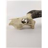 Image 5 : Deer Skull Trophy Wall Mount