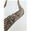 Image 6 : Deer Skull Trophy Wall Mount