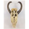 Image 8 : Deer Skull Trophy Wall Mount