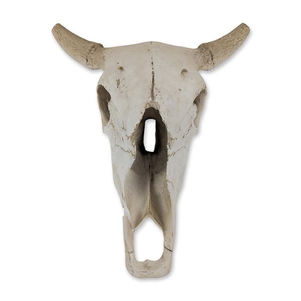 Faux Taxidermy Weathered Bison Skull Wall Decor " Rustic Resin Buffalo Mount