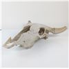 Image 3 : Faux Taxidermy Weathered Bison Skull Wall Decor " Rustic Resin Buffalo Mount