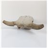 Image 5 : Faux Taxidermy Weathered Bison Skull Wall Decor " Rustic Resin Buffalo Mount