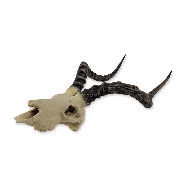 Deer Skull Mount