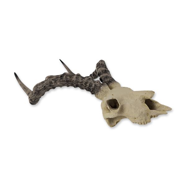 Roe Deer Skull Wall Plaque