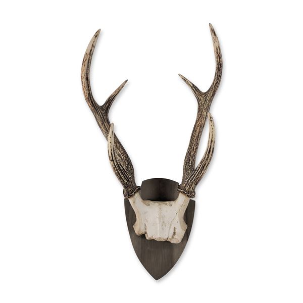 Mounted European Roe Deer Antlers on Wood Plaque
