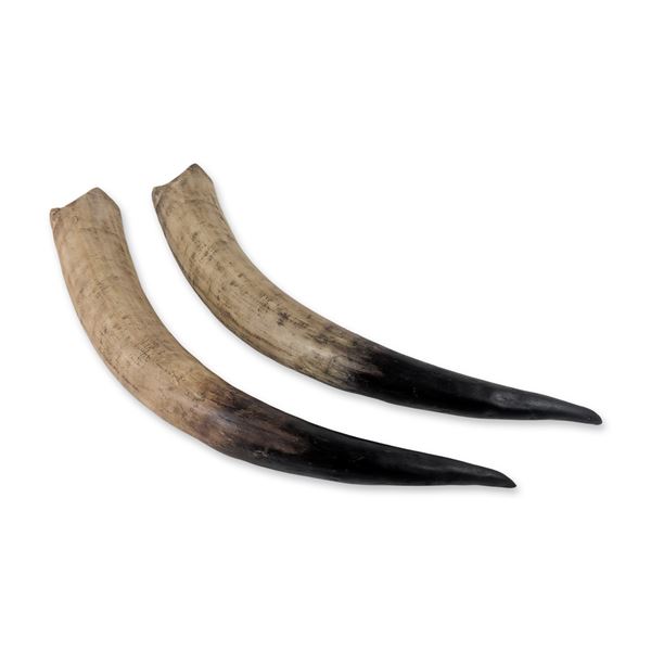 Pair of Polished Steer Horns