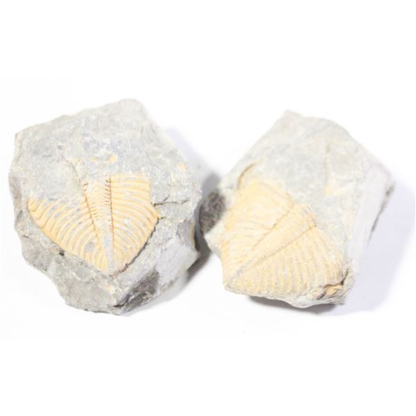 PREHISTORIC BONES. 2 PLACODERMS IN ROCK.