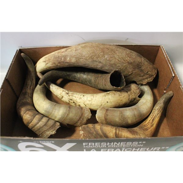 HORNS - 2 MATCHED PAIRS & SINGLES