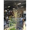 Image 2 : 2 BAMBOO TREES IN PLANTERS