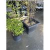Image 3 : 2 BAMBOO TREES IN PLANTERS