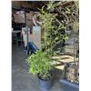 Image 4 : 2 BAMBOO TREES IN PLANTERS