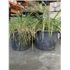 Image 2 : 3 PLANTER POTS W/ GRASSES AND FLOWERS