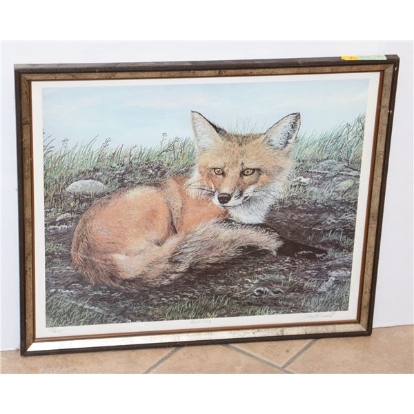 RED FOX FRAMED PRINT 23.5" X 19.5"
