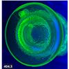 Image 3 : Uranium glass round creamer, 3 1/4 x 4 1/2 inches, no damage, glows!