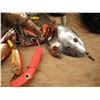 Image 2 : lot of fishing lures & reels