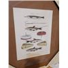 Image 2 : Three Framed Fish, Lures British Prints