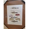 Image 3 : Three Framed Fish, Lures British Prints