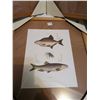 Image 4 : Three Framed Fish, Lures British Prints