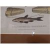 Image 5 : Three Framed Fish, Lures British Prints